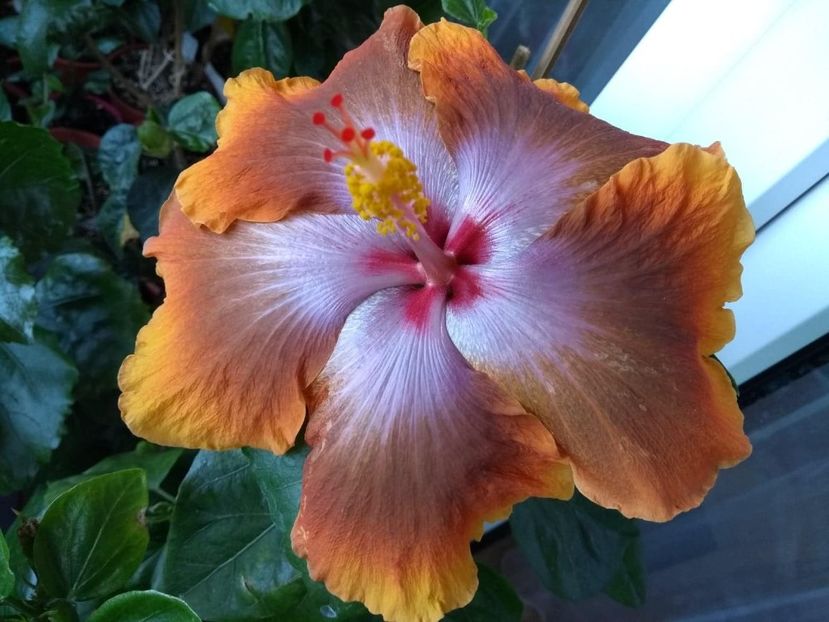 Tah.Sophistication - 0Hibiscus in colectie infloriti