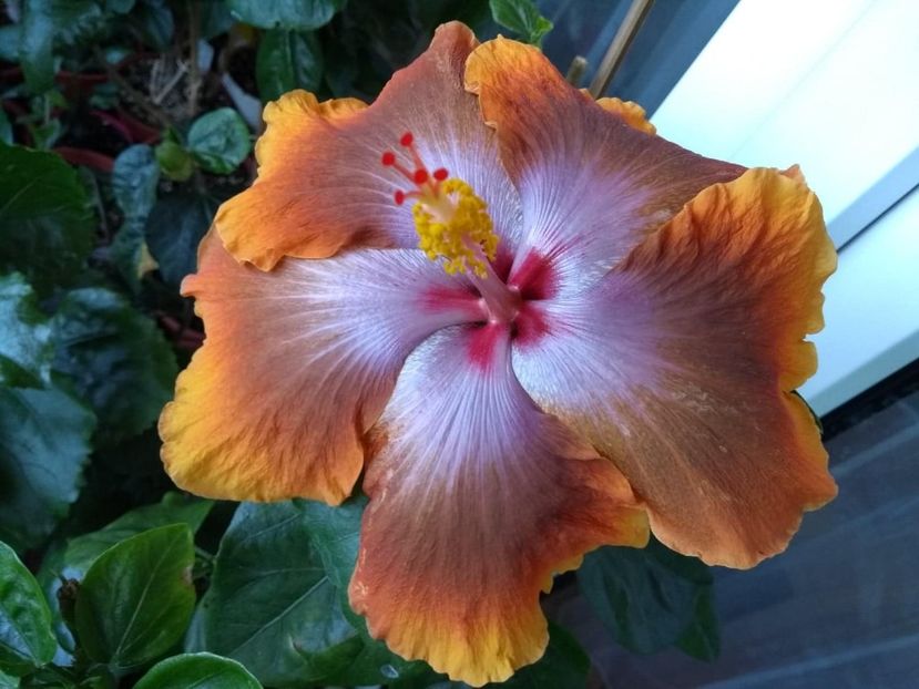  - Tahitian Sophistication