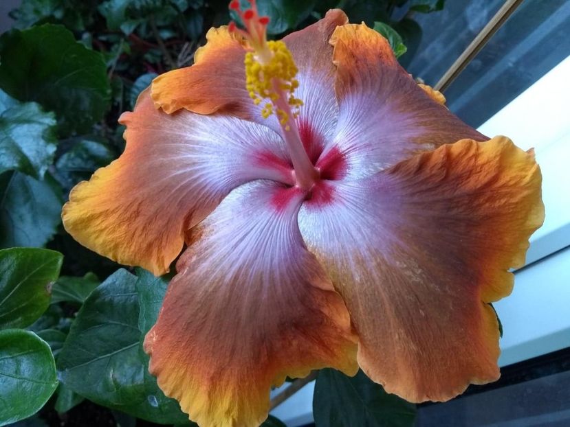 Tah.Sophistication - 0Hibiscus in colectie infloriti