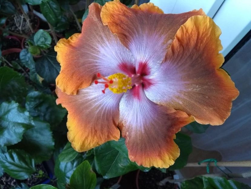  - Tahitian Sophistication