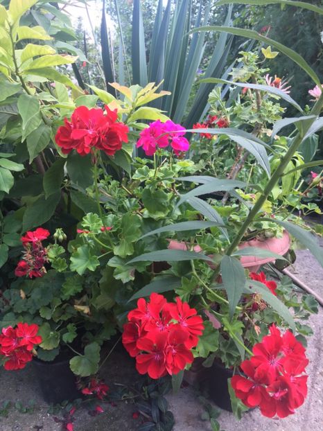 377C56D5-44C7-40C1-96D8-A863D18D937E - Muscate 2018