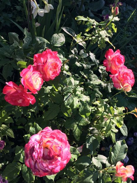 7241D4E4-BD4F-4353-9843-AC06A8D097EF - Trandafiri 2018 III