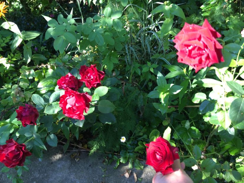 DB792EF5-7907-4415-B993-A5DDA842FF3D - Trandafiri 2018 III