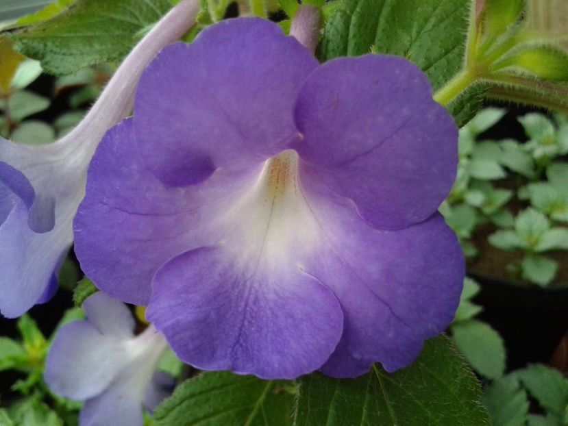 BriD’s Geralda - Achi din semințe BriDs 2018