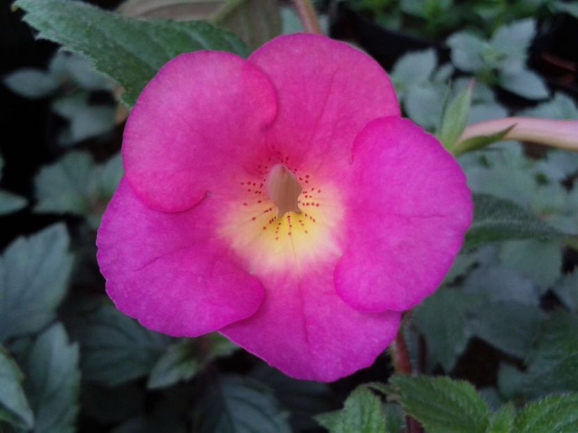 BriD’s Anna - Achi din semințe BriDs 2018