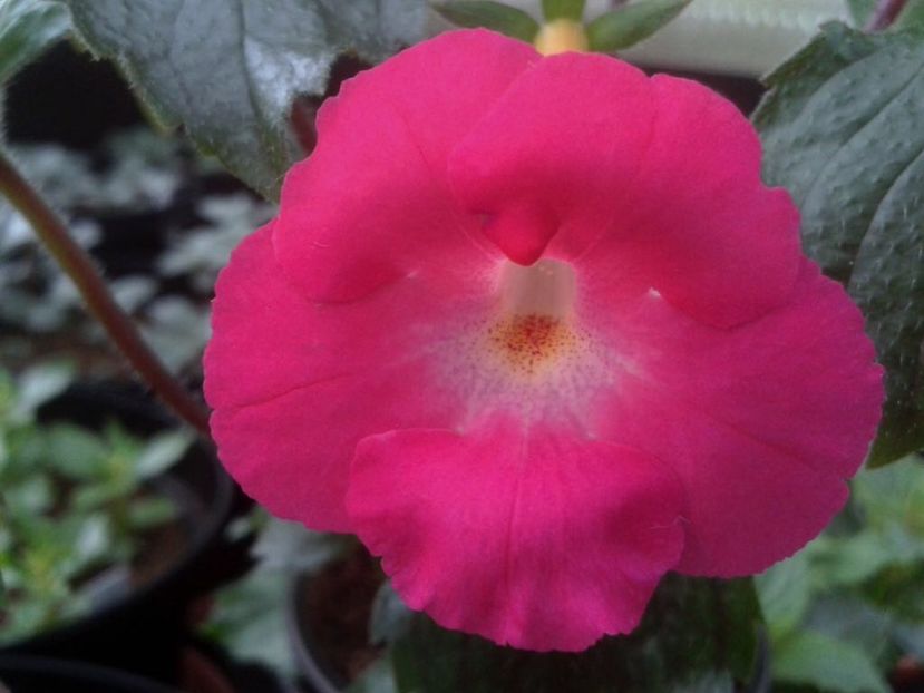 BriD’s Greta - Achi din semințe BriDs 2018