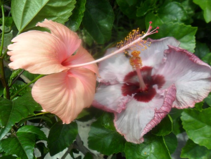  - hibiscusi 2018 3