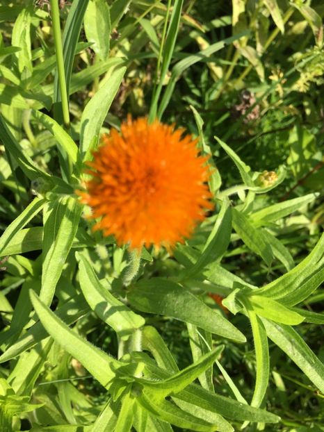 6D80F9B5-238B-42A4-9105-03CF52CDD7F0 - Carciumarese 2018