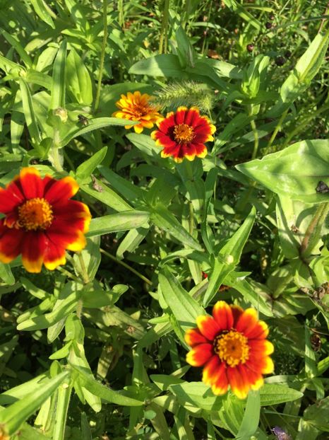 C4BA448D-7EA1-42BF-A0D4-72F96E5BCFF1 - Carciumarese 2018