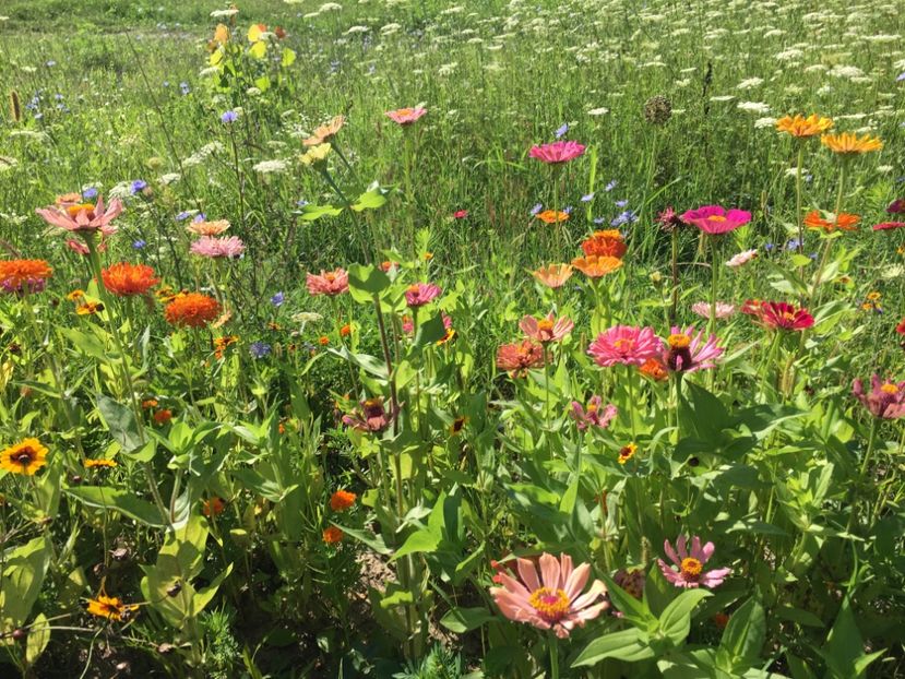 B4355A21-24EA-4268-A540-FCE5F6B0D67A - Carciumarese 2018