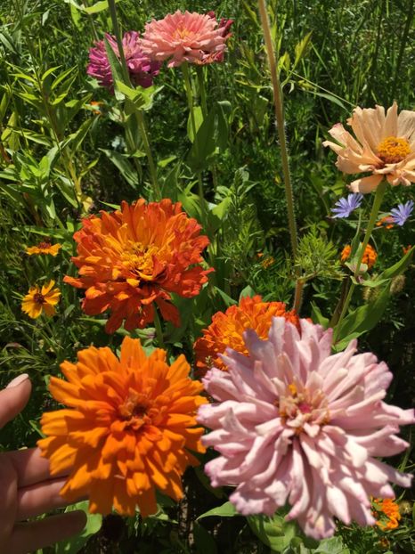 B120F54E-0C8A-43B4-9DC0-51EBA7DA590A - Carciumarese 2018