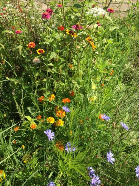 4A47056B-81DD-4945-8807-E45191A0635D - Carciumarese 2018