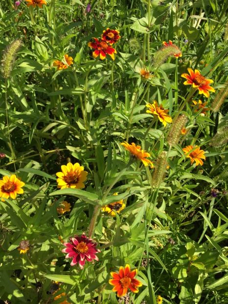 3C43E4C5-F14B-4FA2-8714-B786645A154B - Carciumarese 2018