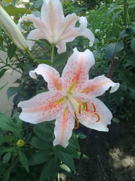  - Crini de gradina 2015- prezent