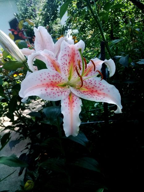  - Crini de gradina 2015- prezent