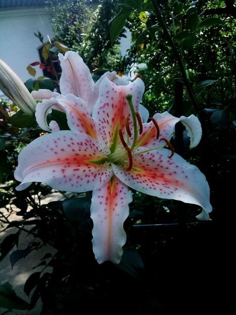  - Crini de gradina 2015- prezent