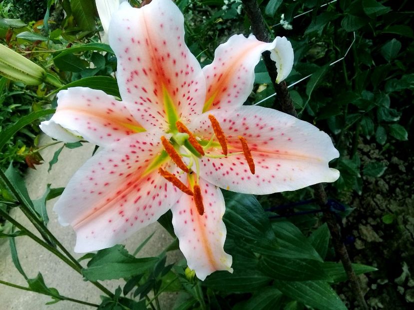  - Crini de gradina 2015- prezent