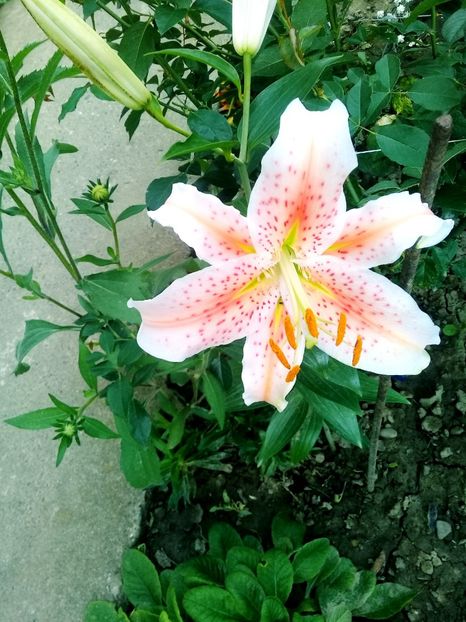  - Crini de gradina 2015- prezent