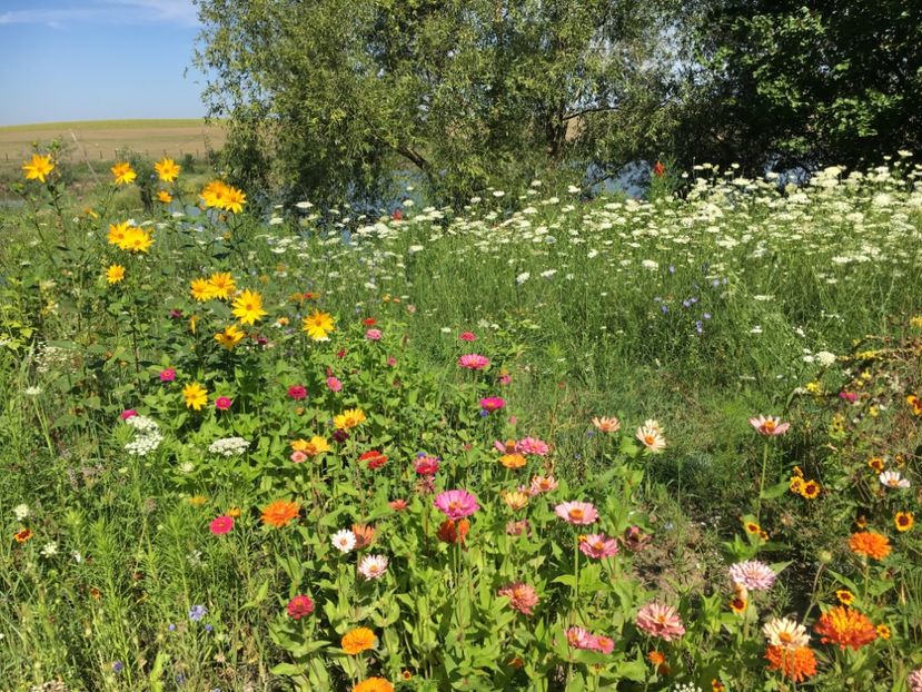 C373A857-9DB2-47D7-A315-4523618D657B - Flori la balta 2018