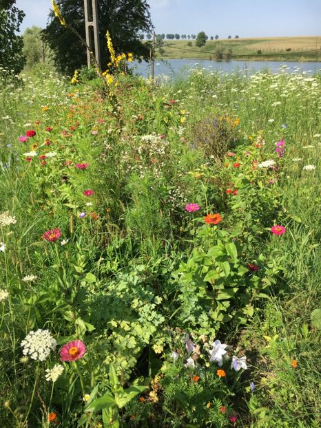 A433105B-D0FC-42C9-8024-7653E52F3D1C - Flori la balta 2018