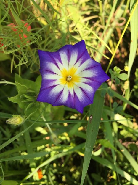 14149F1D-D975-4F54-9C53-FCB81FC1F944 - Flori la balta 2018