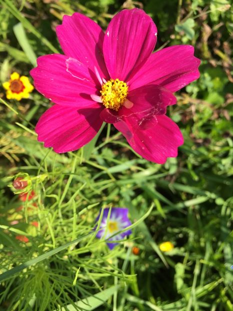 DEA1E5C0-D35A-47DD-BB6E-C45223A4A2B2 - Flori la balta 2018