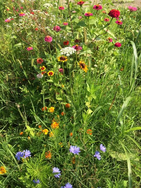 2D77D78C-96B6-43AD-93DF-E145C5F026E6 - Flori la balta 2018