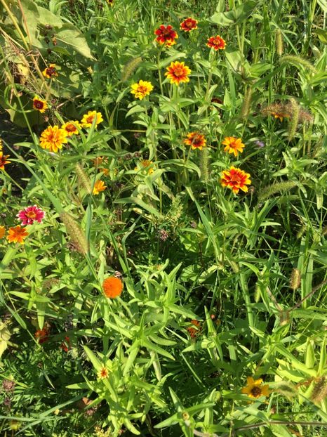 FE9B8CF7-7B11-420B-8EB5-39C99ED23FB0 - Flori la balta 2018