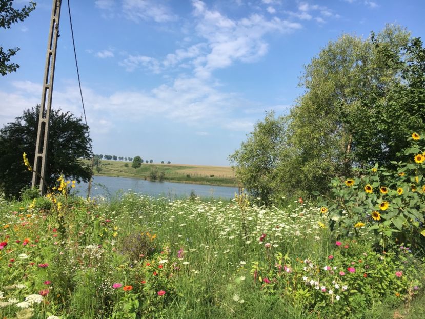 9DED6135-C3C1-4304-ADFC-135D838A02F2 - Flori la balta 2018