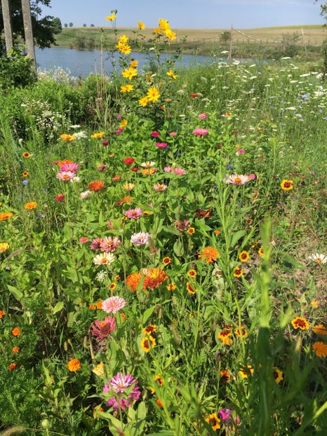 7CF159A0-71F9-4B98-8CE4-AAC663F2E3E0 - Flori la balta 2018