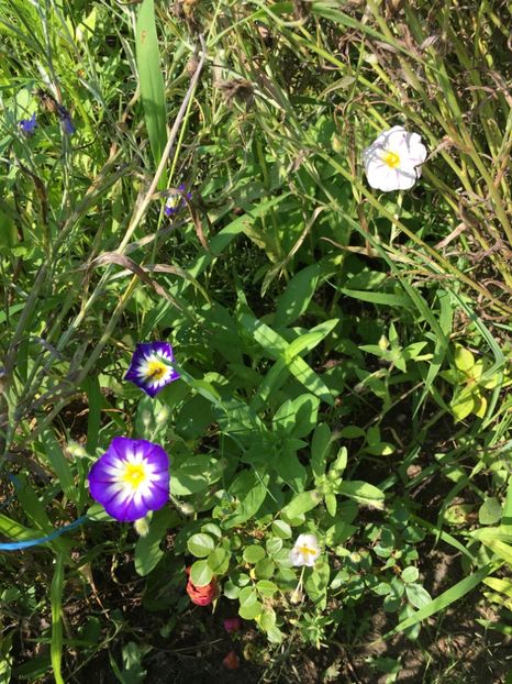 4B31EDBA-FC41-480F-8318-8A3AA0796315 - Flori la balta 2018