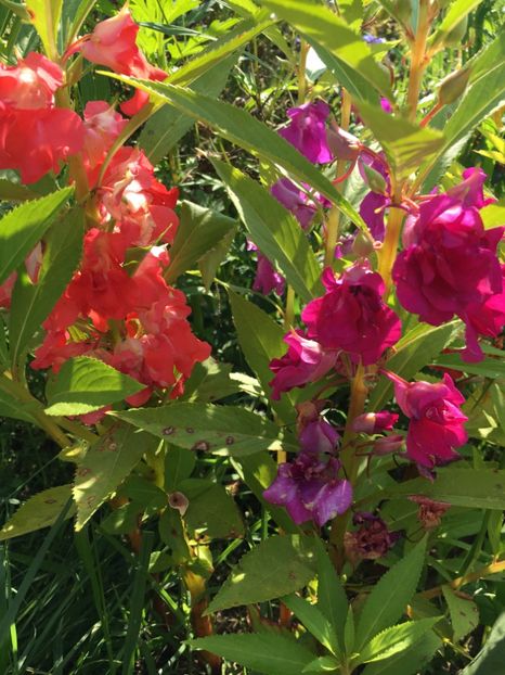 D4BAC62E-1829-4486-B6B9-2E6FD328EF39 - Flori la balta 2018