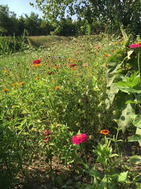 1E65F746-3774-4A0D-92E3-F6CAD5298C82 - Flori la balta 2018