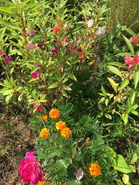 CA97FCCB-0C49-4C9B-9F41-DB018111705C - Flori la balta 2018