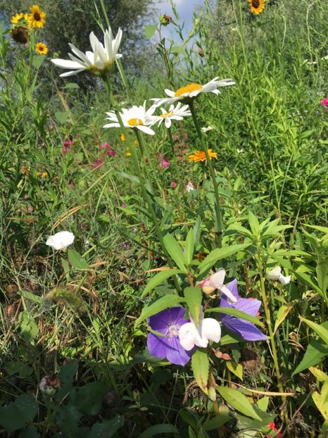 CCC360E5-C217-421B-B954-9A60612DEB5F - Flori la balta 2018