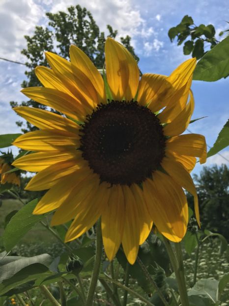 39C1A2F0-2035-4024-8C9B-5229DDD03E25 - Flori la balta 2018