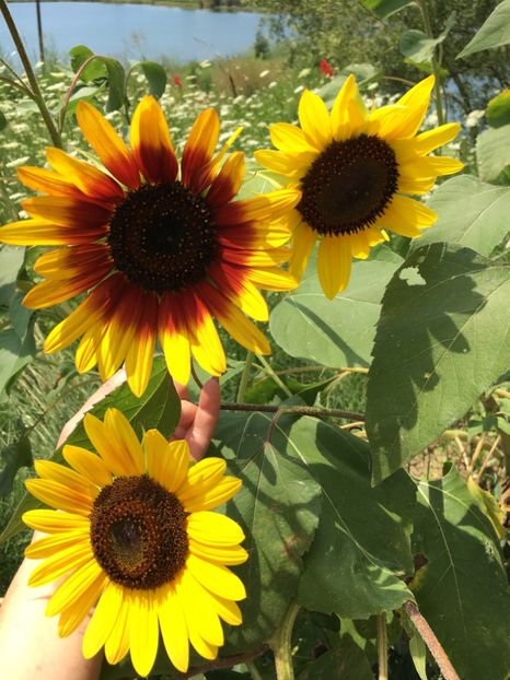 D2B686AC-3A45-4FDA-803C-E204B0371001 - Flori la balta 2018