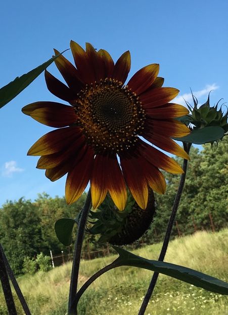 C9C1FDD5-2B2A-43C2-BAF8-B1BE163AB7F1 - Flori la balta 2018