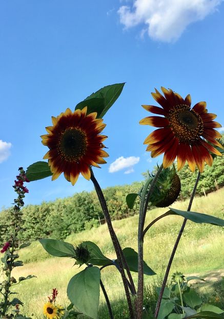 A66409DD-552C-4B79-8052-2E4525B646CB - Flori la balta 2018