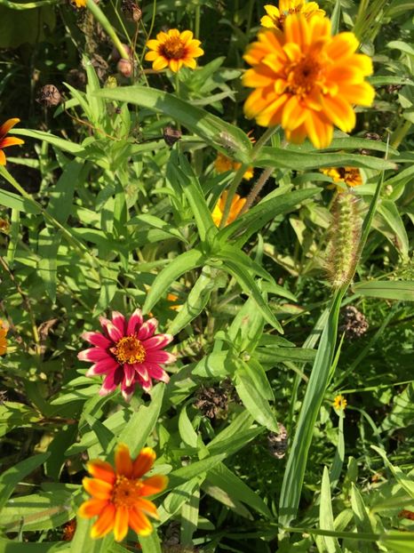 4A7421E6-AEEF-4075-B061-67172676FC24 - Flori la balta 2018