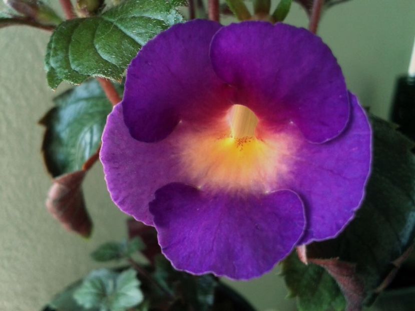 BriD’s Lila Vida - Achi din semințe BriDs 2018