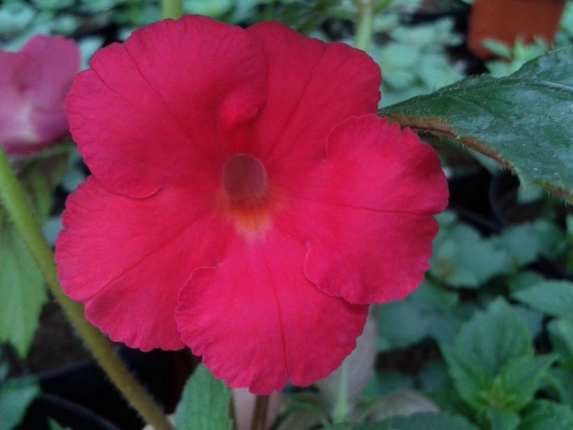 BriD’s Lola - Achi din semințe BriDs 2018