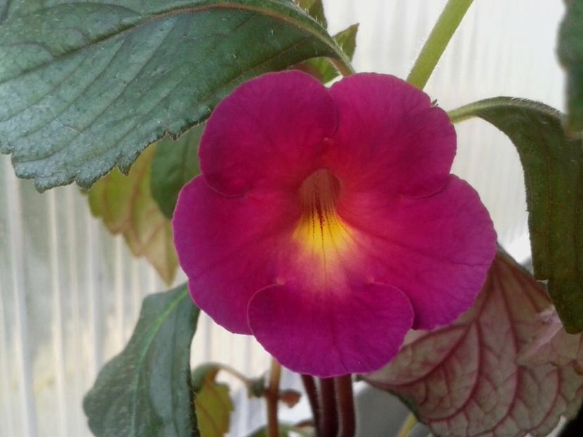 BriD’s Tini - Achi din semințe BriDs 2018