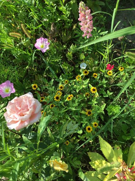 A3589616-F917-4A16-90C0-DBDDD237B24A - Trandafiri la balta