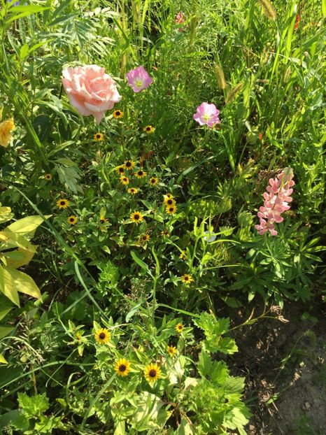 D3B880D8-CB26-4804-AA3E-97CC51AF3DD5 - Trandafiri la balta