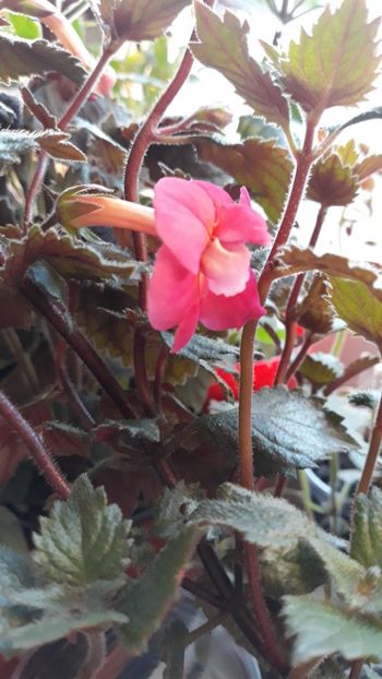  - R21 - Hawaian Trend