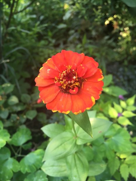 A59FBB8F-A711-49C0-8974-39C29AFCA549 - Carciumarese 2018