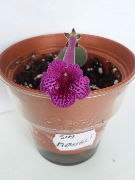 SimSim Mowgli (16-07-2018 ) - Sinningii 2018