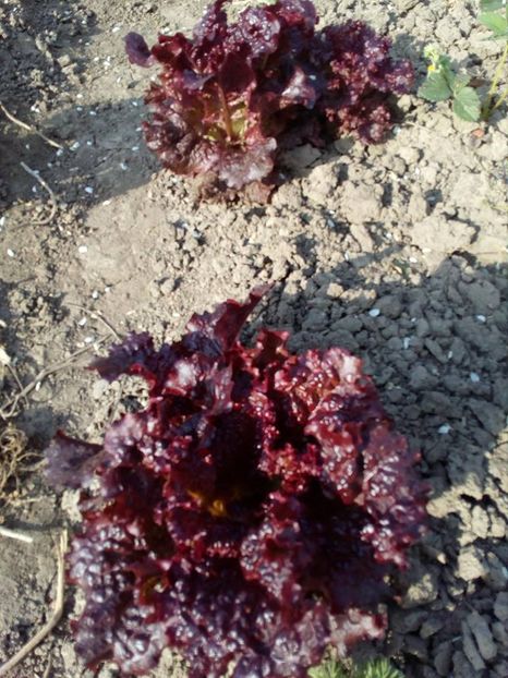  - SEMINTE SALATA ROSIE