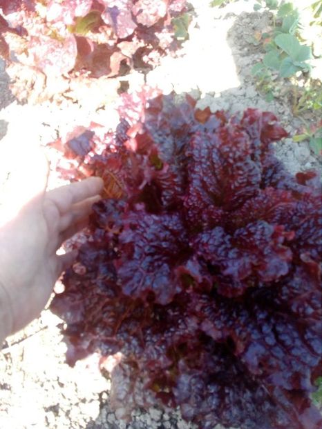  - SEMINTE SALATA ROSIE